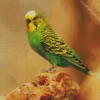 Tiny Budgie Diamond Painting