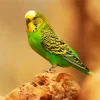 Tiny Budgie Diamond Painting