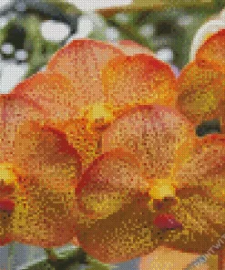 Vanda Orchids Diamond Painting