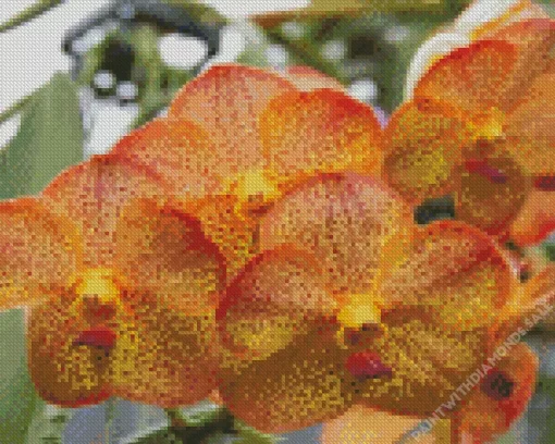 Vanda Orchids Diamond Painting