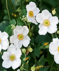 White Anemone Flower Diamond Painting