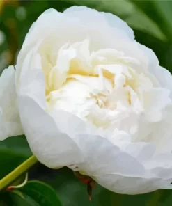 White Bowl Of Cream Flowers Diamond Painting