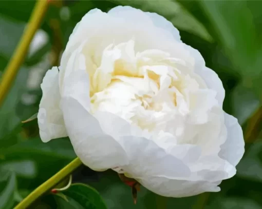 White Bowl Of Cream Flowers Diamond Painting