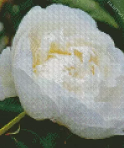 White Bowl Of Cream Flowers Diamond Painting