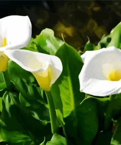 White Carpet Border Lilies Diamond Painting