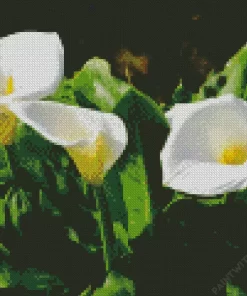 White Carpet Border Lilies Diamond Painting