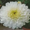 White Chrysanthemum Diamond Painting