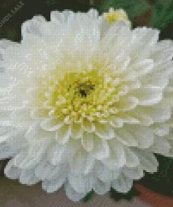 White Chrysanthemum Diamond Painting