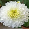 White Chrysanthemum Diamond Painting