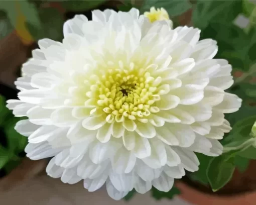 White Chrysanthemum Diamond Painting