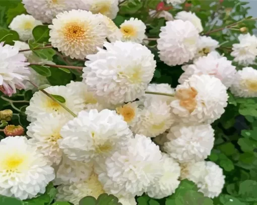 White Chrysanthemum Flowers Diamond Painting