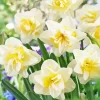 White Double Daffodils Diamond Painting