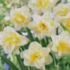 White Double Daffodils Diamond Painting