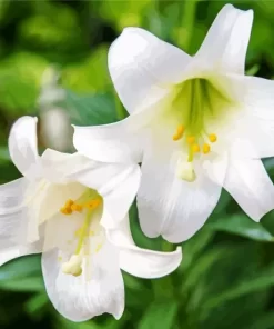 White Easter Lilies Diamond Painting