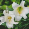 White Easter Lilies Diamond Painting