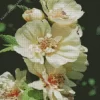 White Hollyhocks Diamond Painting