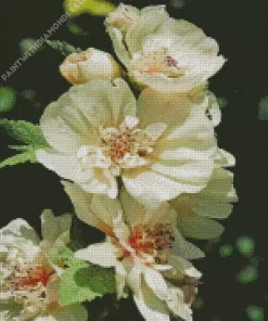 White Hollyhocks Diamond Painting