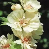 White Hollyhocks Diamond Painting