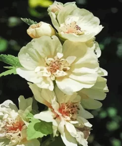 White Hollyhocks Diamond Painting