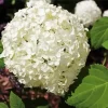 White Hydrangea Arborescens Diamond Painting