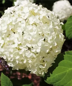 White Hydrangea Arborescens Diamond Painting