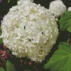 White Hydrangea Arborescens Diamond Painting