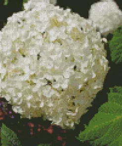 White Hydrangea Arborescens Diamond Painting