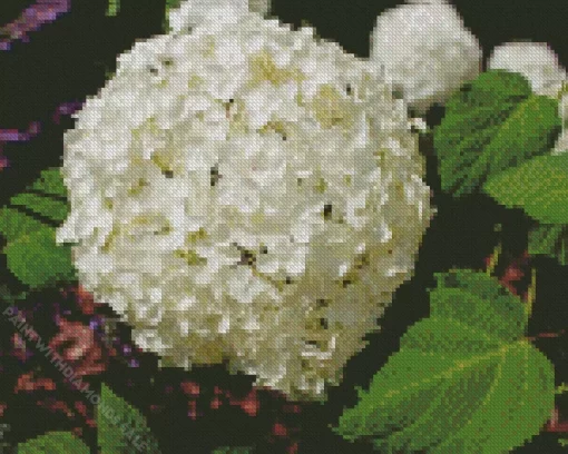 White Hydrangea Arborescens Diamond Painting