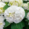 White Hydrangea Macrophylla Diamond Painting