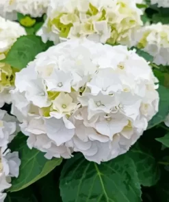 White Hydrangea Macrophylla Diamond Painting