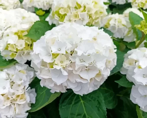 White Hydrangea Macrophylla Diamond Painting