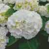 White Hydrangea Macrophylla Diamond Painting