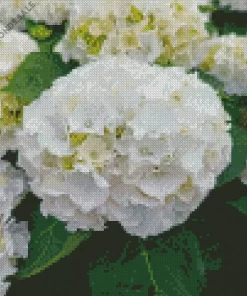 White Hydrangea Macrophylla Diamond Painting