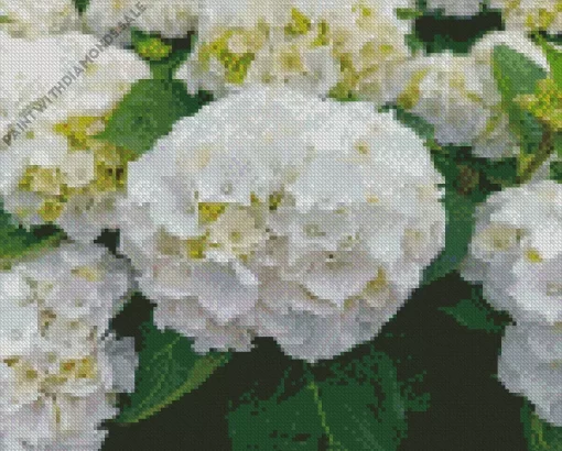 White Hydrangea Macrophylla Diamond Painting