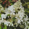 White Hydrangea Paniculata Diamond Painting