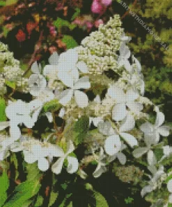 White Hydrangea Paniculata Diamond Painting