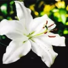 White Lilies Diamond Painting