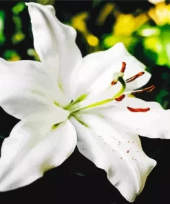 White Lilies Diamond Painting