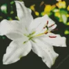 White Lilies Diamond Painting