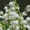 White Lily Of The Valley Diamond Painting