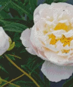 White Miss America Flower Diamond Painting