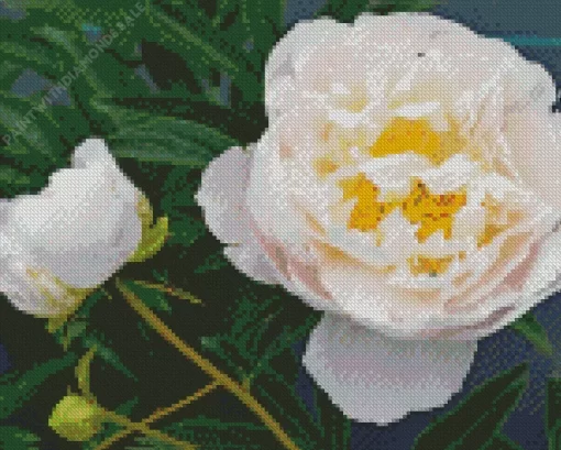 White Miss America Flower Diamond Painting