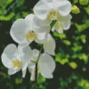 White Orchids Diamond Painting