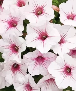 White Petunia Flowers Diamond Painting