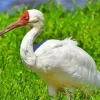 White Siberian Crane Diamond Painting