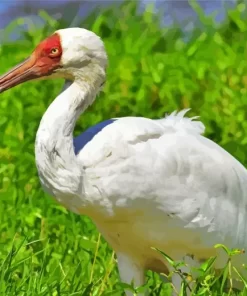 White Siberian Crane Diamond Painting