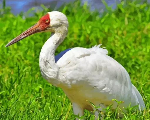 White Siberian Crane Diamond Painting