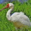 White Siberian Crane Diamond Painting