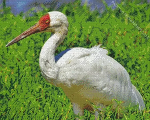 White Siberian Crane Diamond Painting