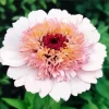 White And Pink Zinnia Flower Diamond Painting